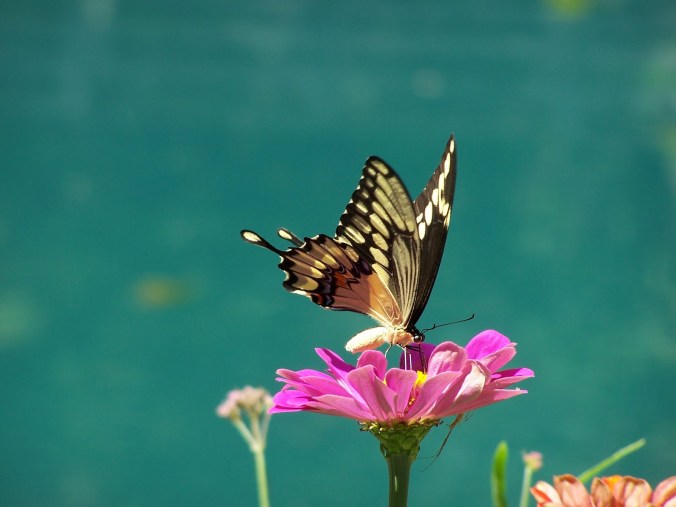 Finish this Thought . . .